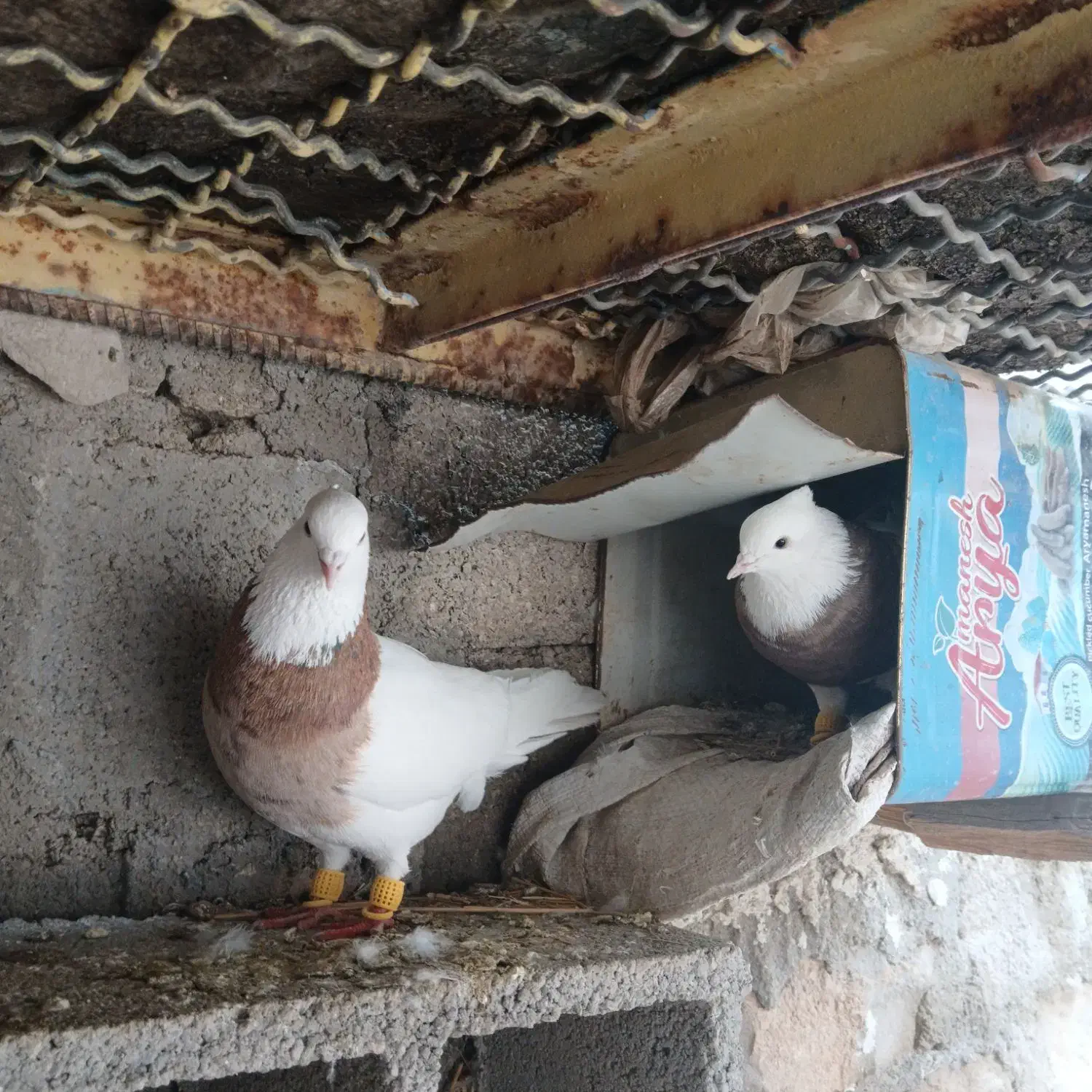 طوقی|پرنده|دهدشت, |دیوار