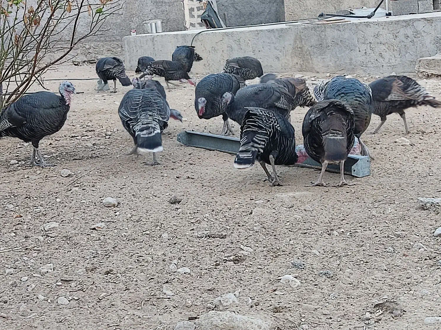 بوقلمون|حیوانات مزرعه|چغادک, |دیوار