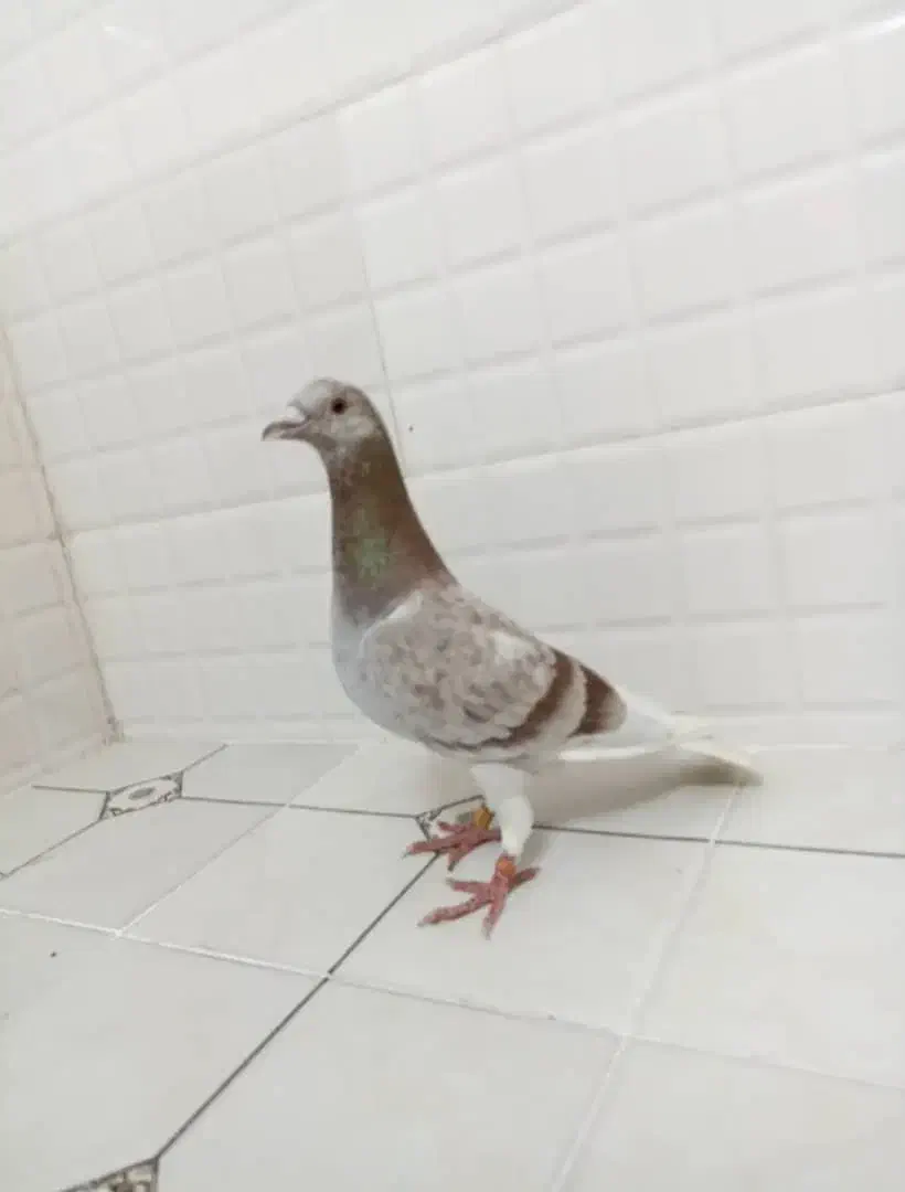 کبوتر غوره نر|پرنده|آبپخش, |دیوار