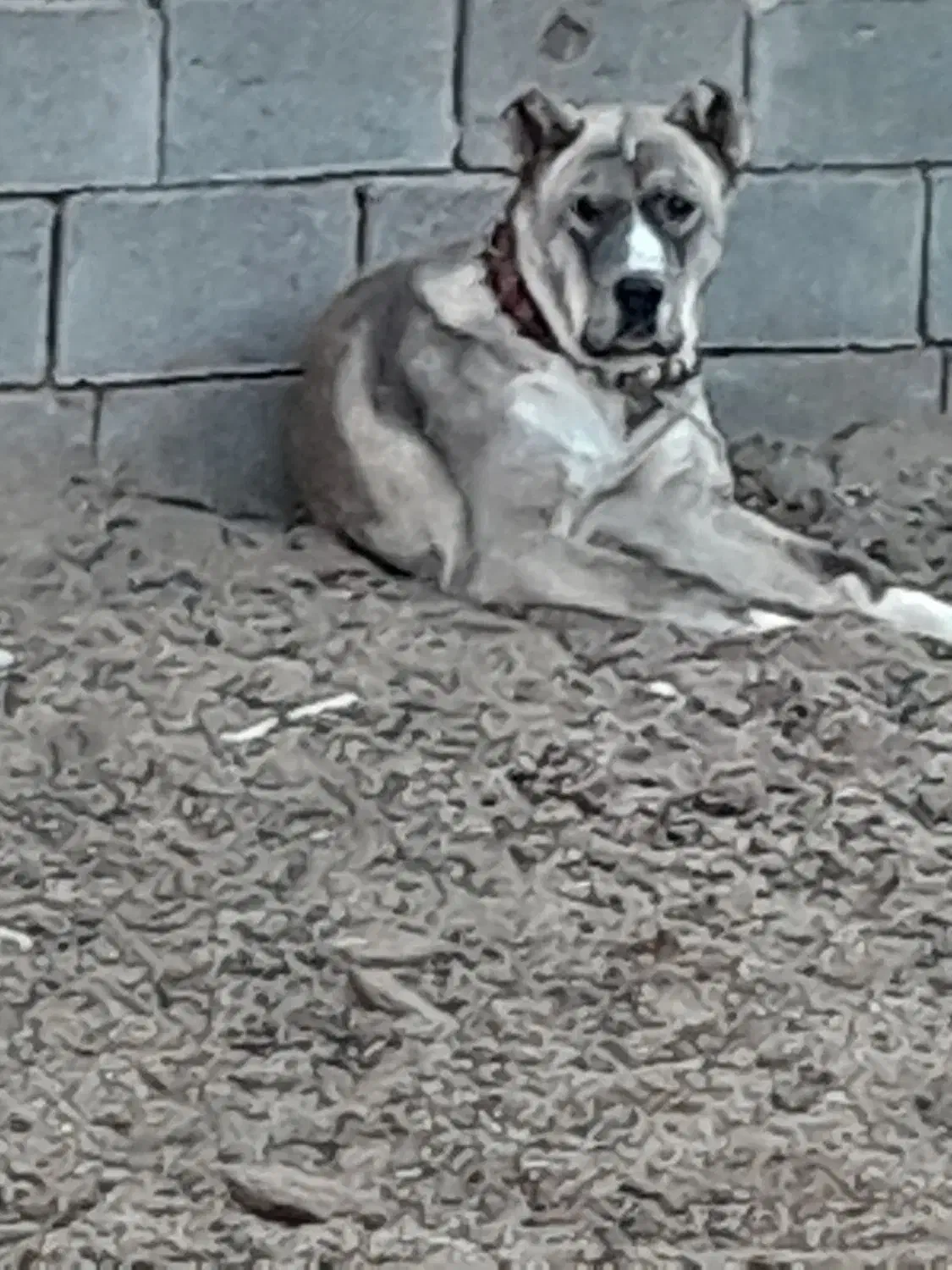 توله یازده ماهه|سگ|رشتخوار, |دیوار