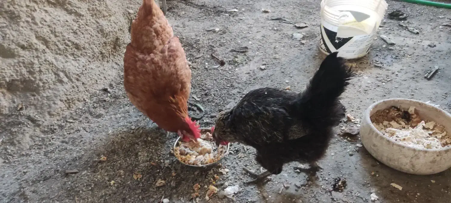 مرغ تخم گذار|حیوانات مزرعه|مشکین‌دشت, |دیوار