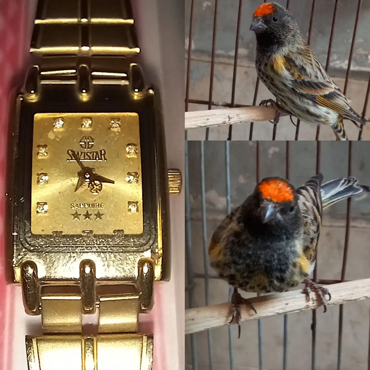 ساعت و گلبسر|ساعت|فسا, |دیوار