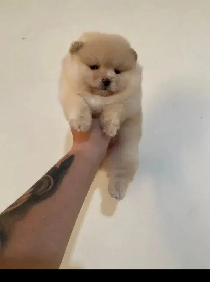 واگذاری پامرین واگذاری فانتزی|سگ|شیراز, انجیره|دیوار