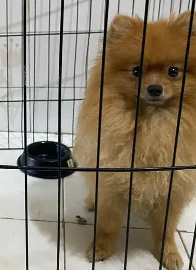 پامرین خرسی|سگ|کرج, شهرک دریا|دیوار