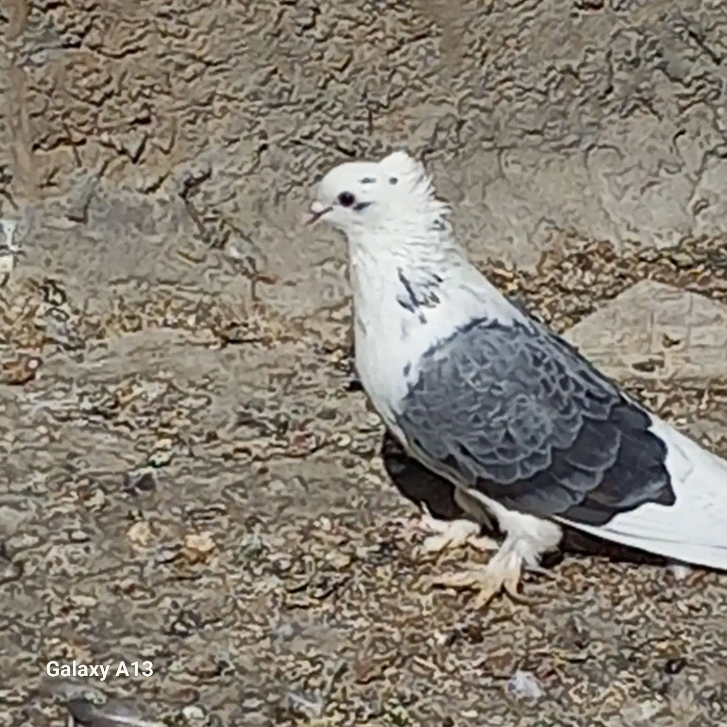 فروش فوری کبوتر|پرنده|جونقان, |دیوار