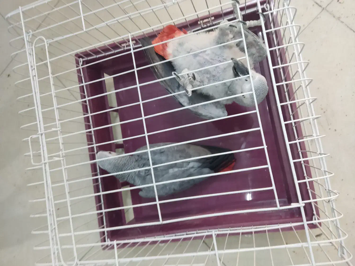 بزرگترین پت شاپ و قصر پرنده در سمنان|پرنده|سمنان, |دیوار