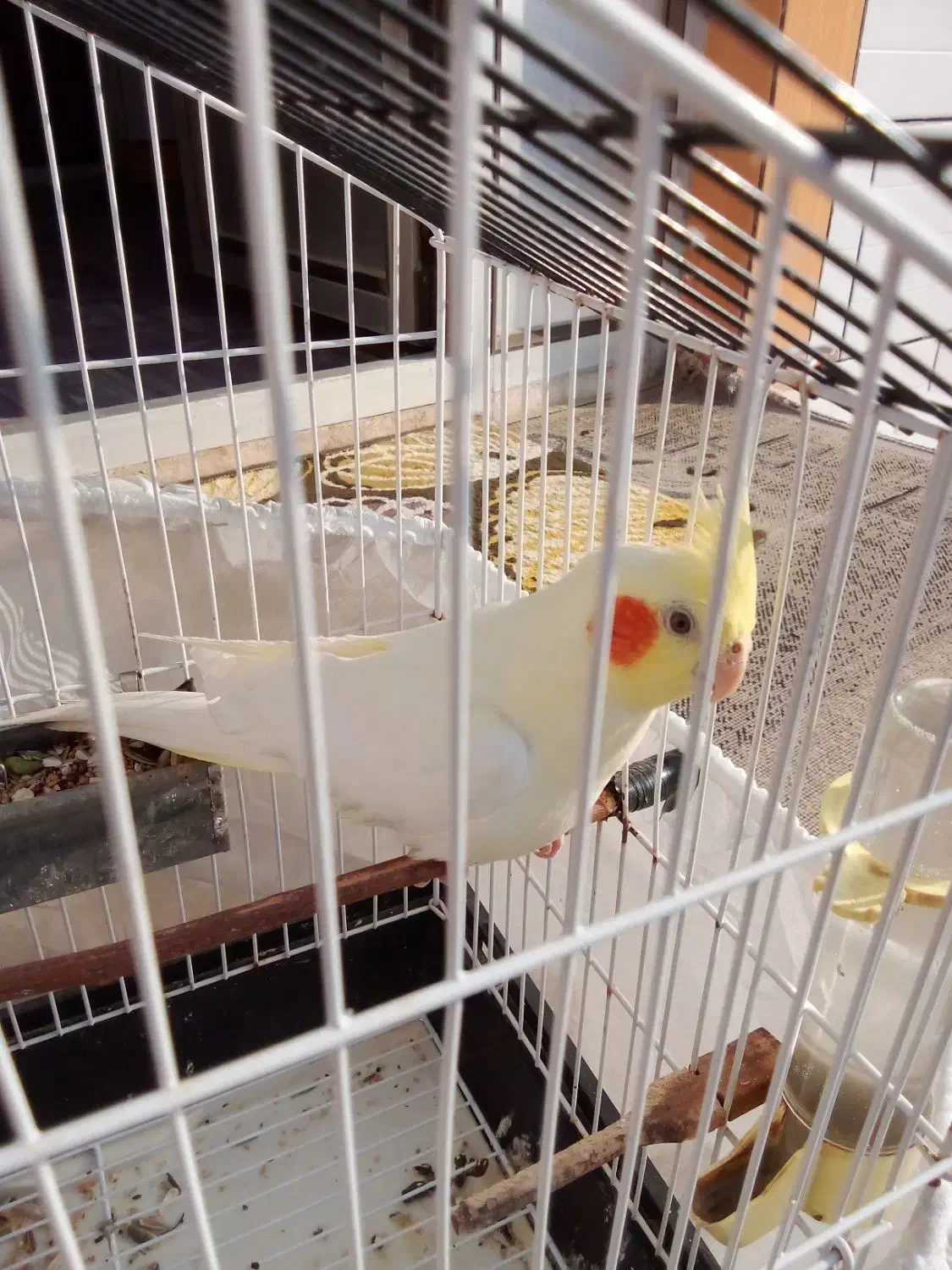 عروس هلندی|پرنده|بهشهر, |دیوار