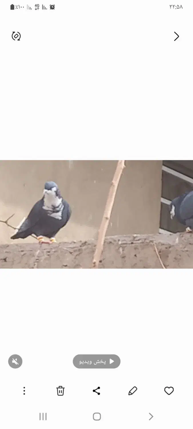 سیاه رسمی|حیوانات|کرمان, |دیوار