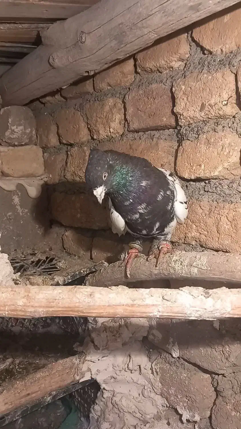 کله دم نر|پرنده|دینور, |دیوار