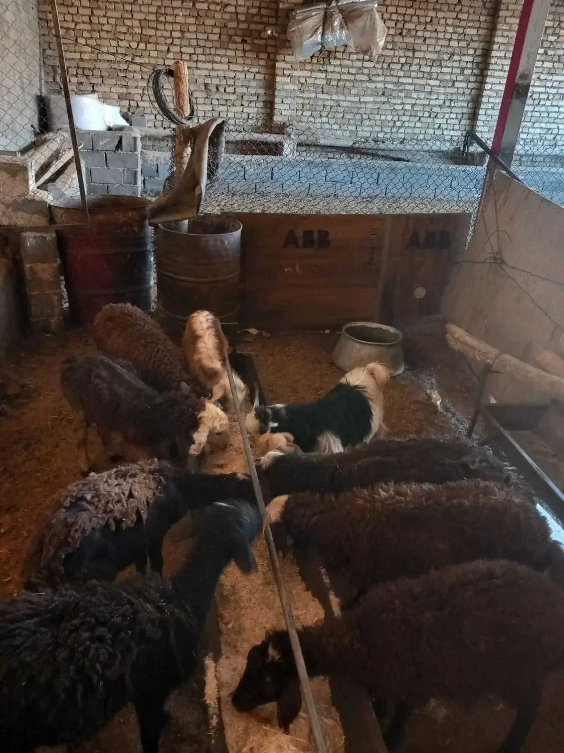 با سلام بره نرو ماده|حیوانات مزرعه|هشتگرد, خور|دیوار