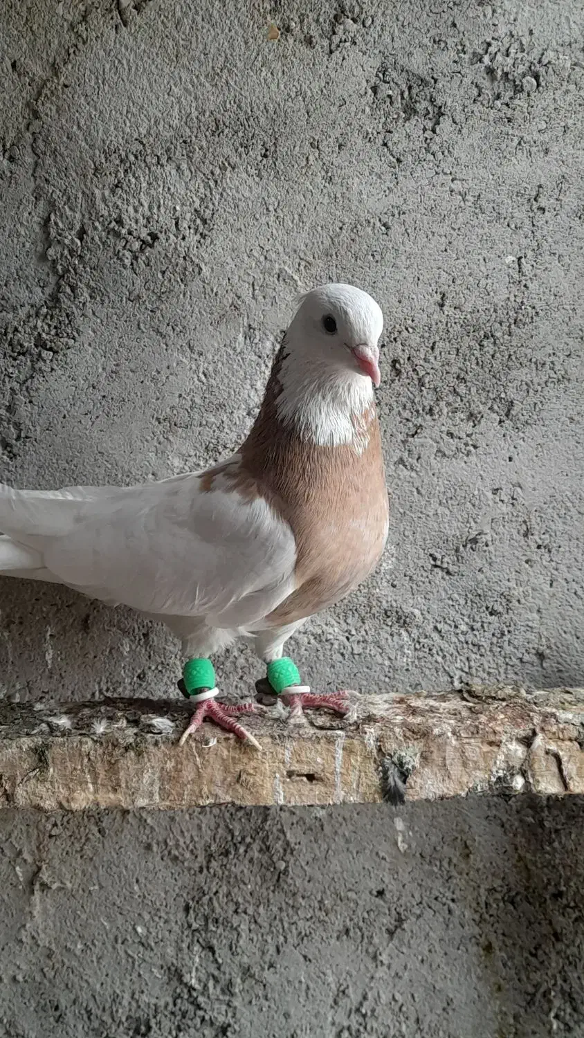 توقی|پرنده|باوی, |دیوار