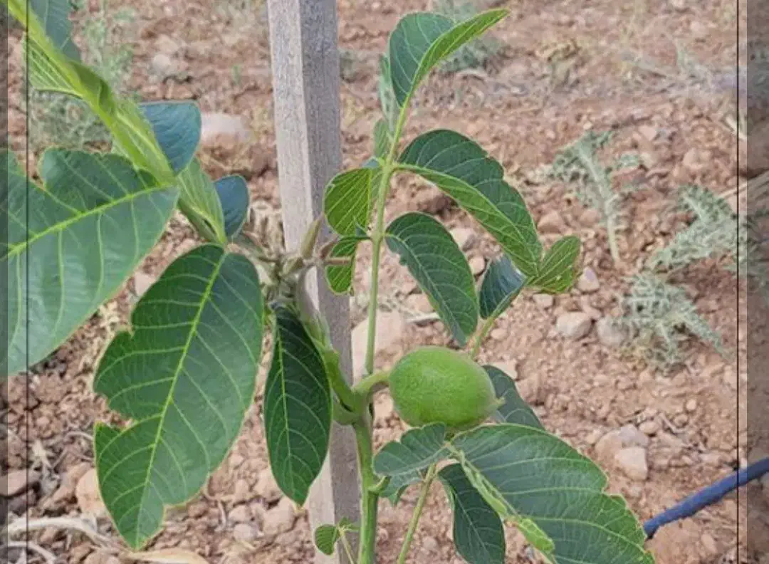 نهال گردو اصلاح شده|خدمات باغبانی و درختکاری|مهاباد (آذربایجان غربی), |دیوار