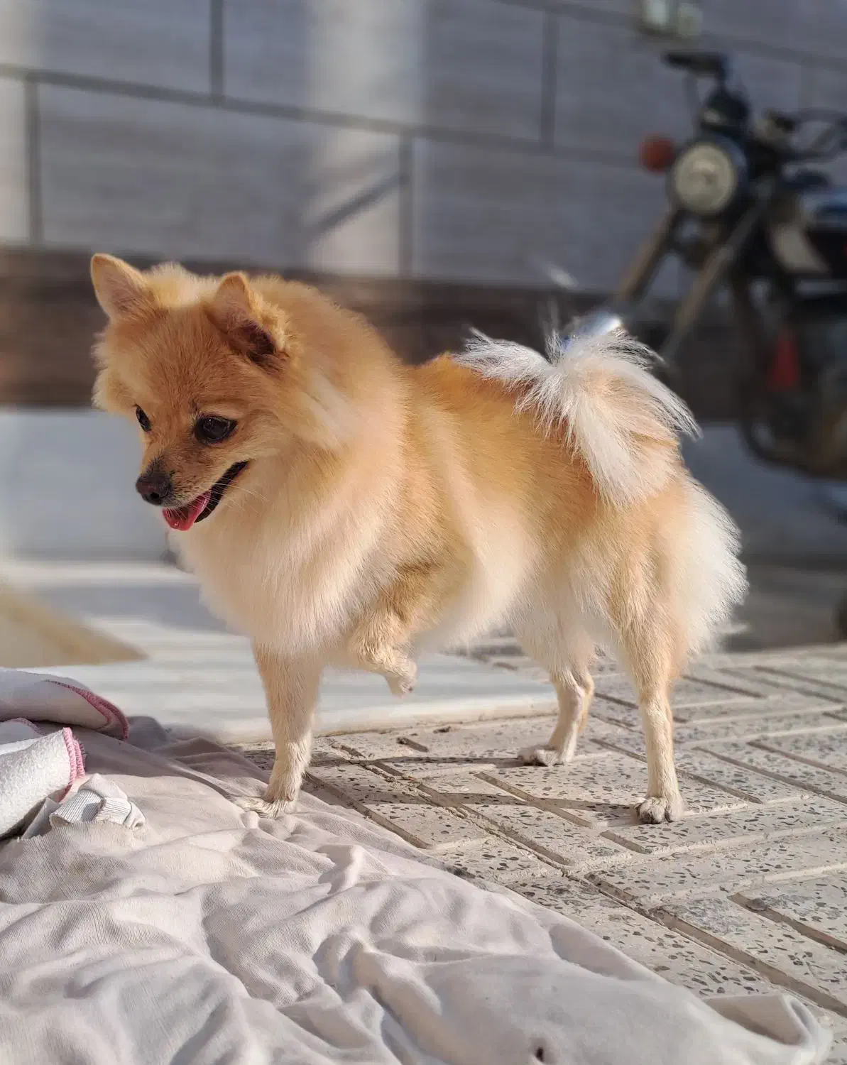 سگ پامر روباهی ماده با شناسنامه|سگ|برخوار, |دیوار