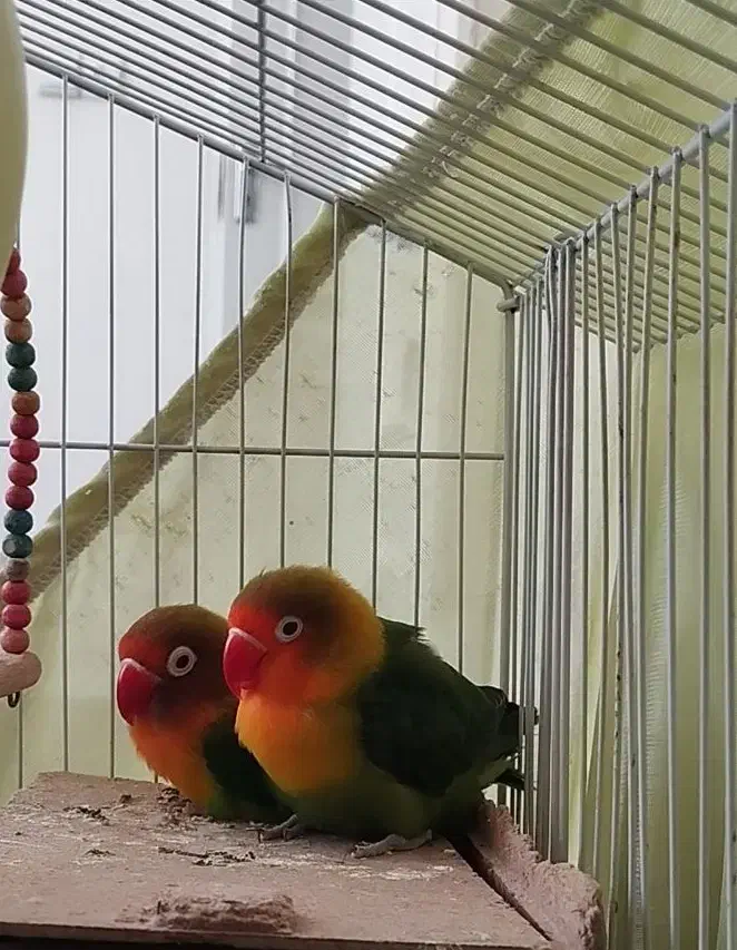 یک جفت طوطی کوتوله برزیلی نقابدار|پرنده|اصفهان, پروین|دیوار