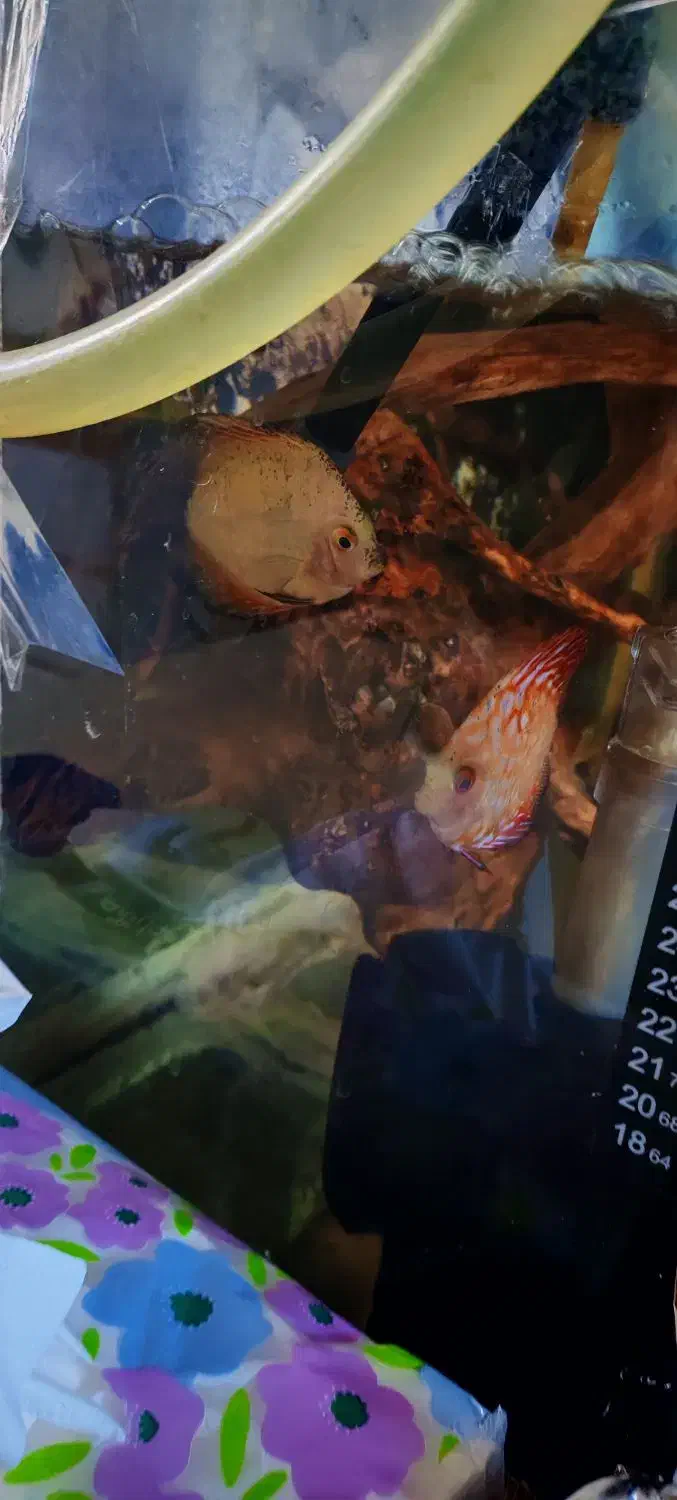 دیسکس|ماهی|زاهدان, |دیوار