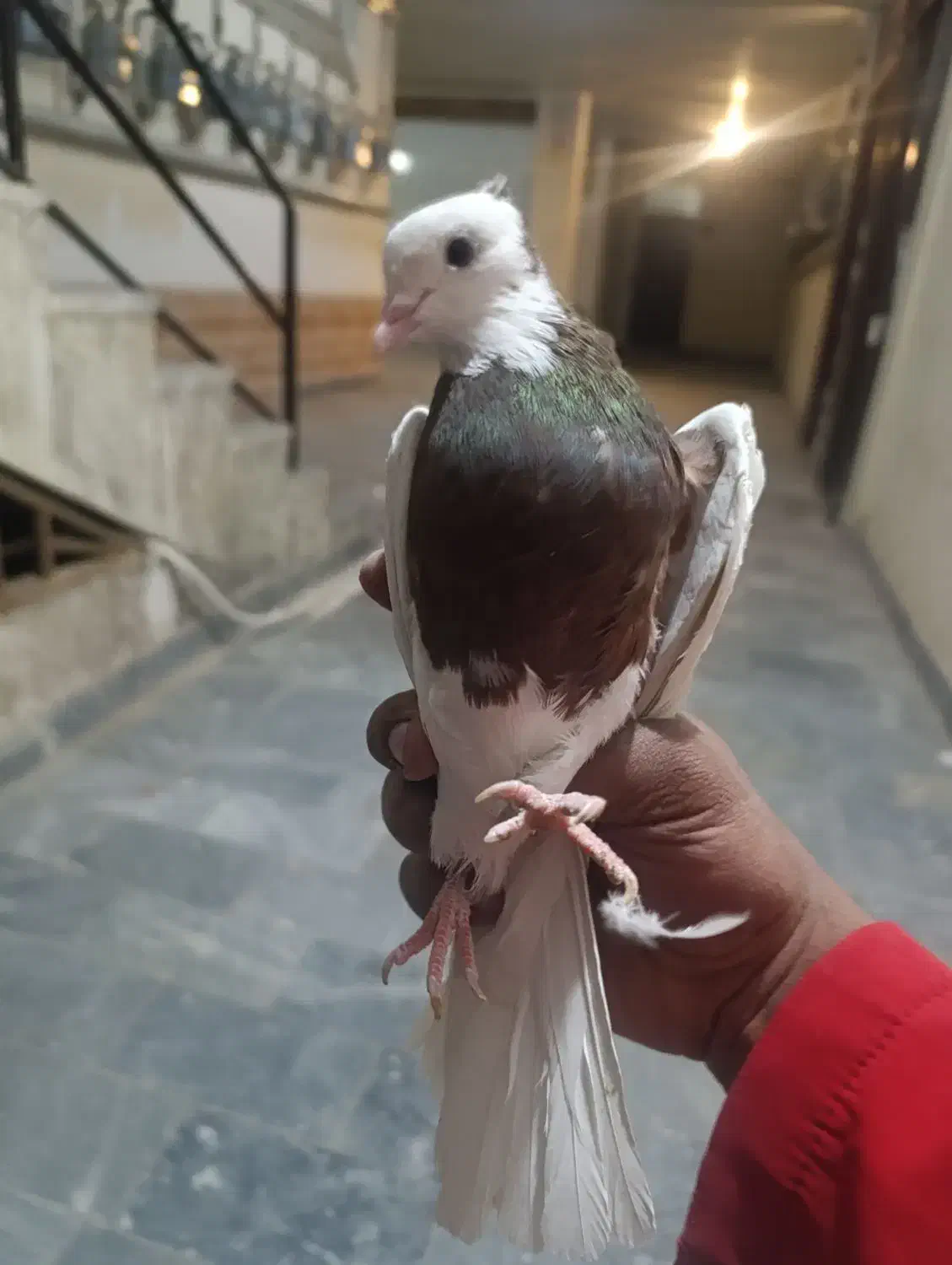 کبوتر طوقی|پرنده|سمنان, |دیوار