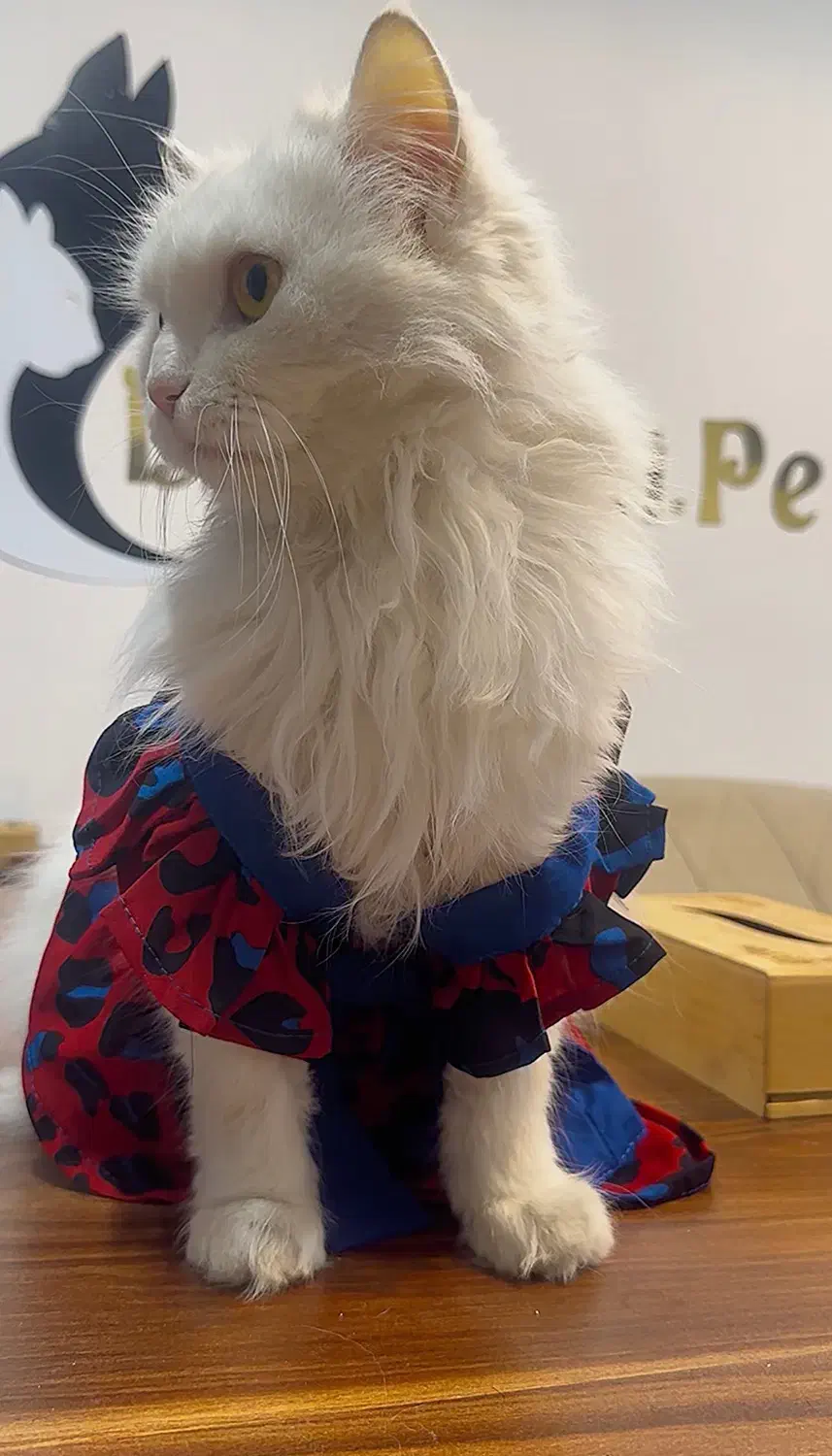 واگذاری گربه پرشین|گربه|دزفول, |دیوار