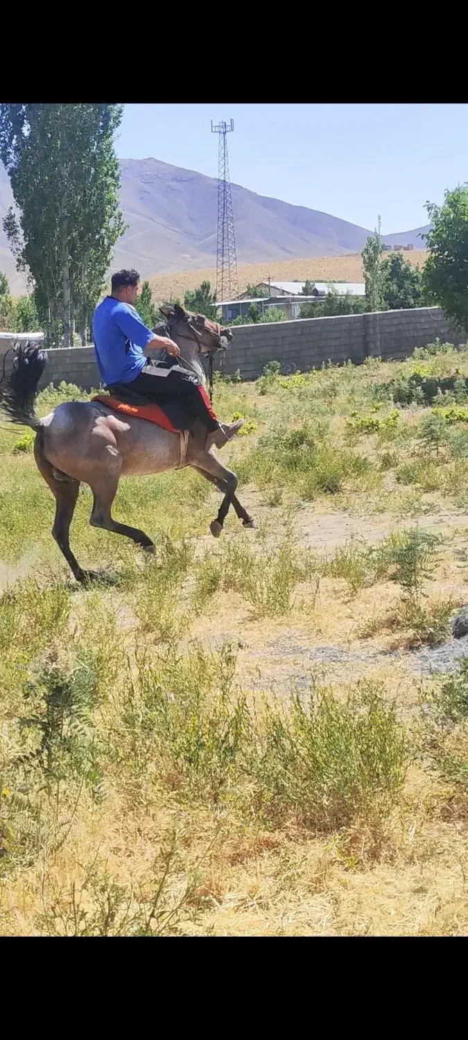 مادیان کرد با کره|اسب و تجهیزات اسبسواری|خمین, |دیوار