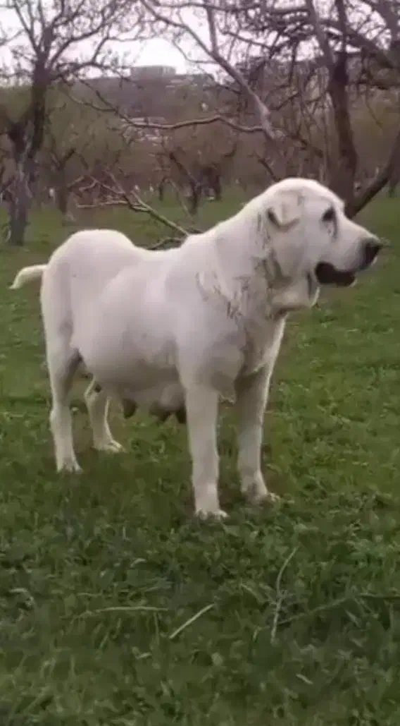 واگذاری سگ عراقی|سگ|تبریز, |دیوار