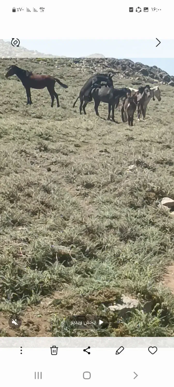 الاق رمکی|حیوانات مزرعه|الشتر, |دیوار