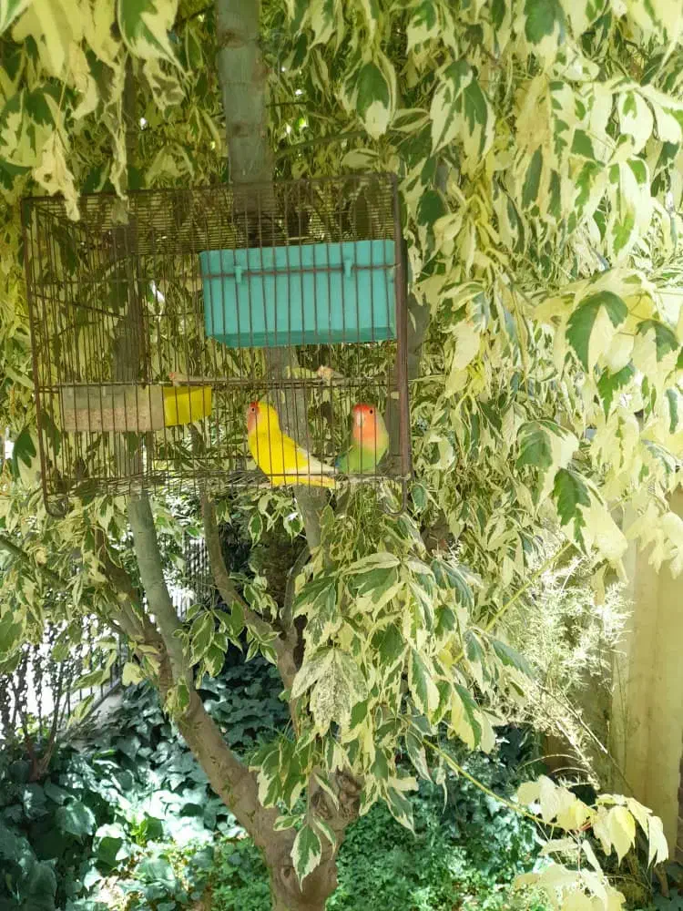 طوطی برزیلی یکساله|پرنده|کرج, مهرویلا جنوبی|دیوار