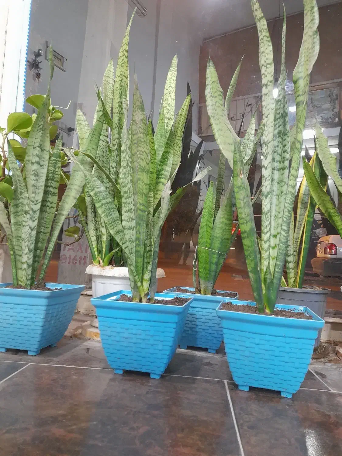 گل سانسوریا|گل و گیاه طبیعی|گنبد کاووس, |دیوار