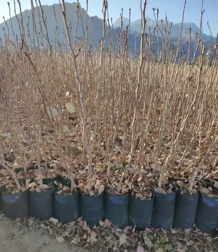 تولیدی نهال درخت گُل نهالستان گردوانار پسته پیوندی|خدمات باغبانی و درختکاری|قم, سعادتی|دیوار