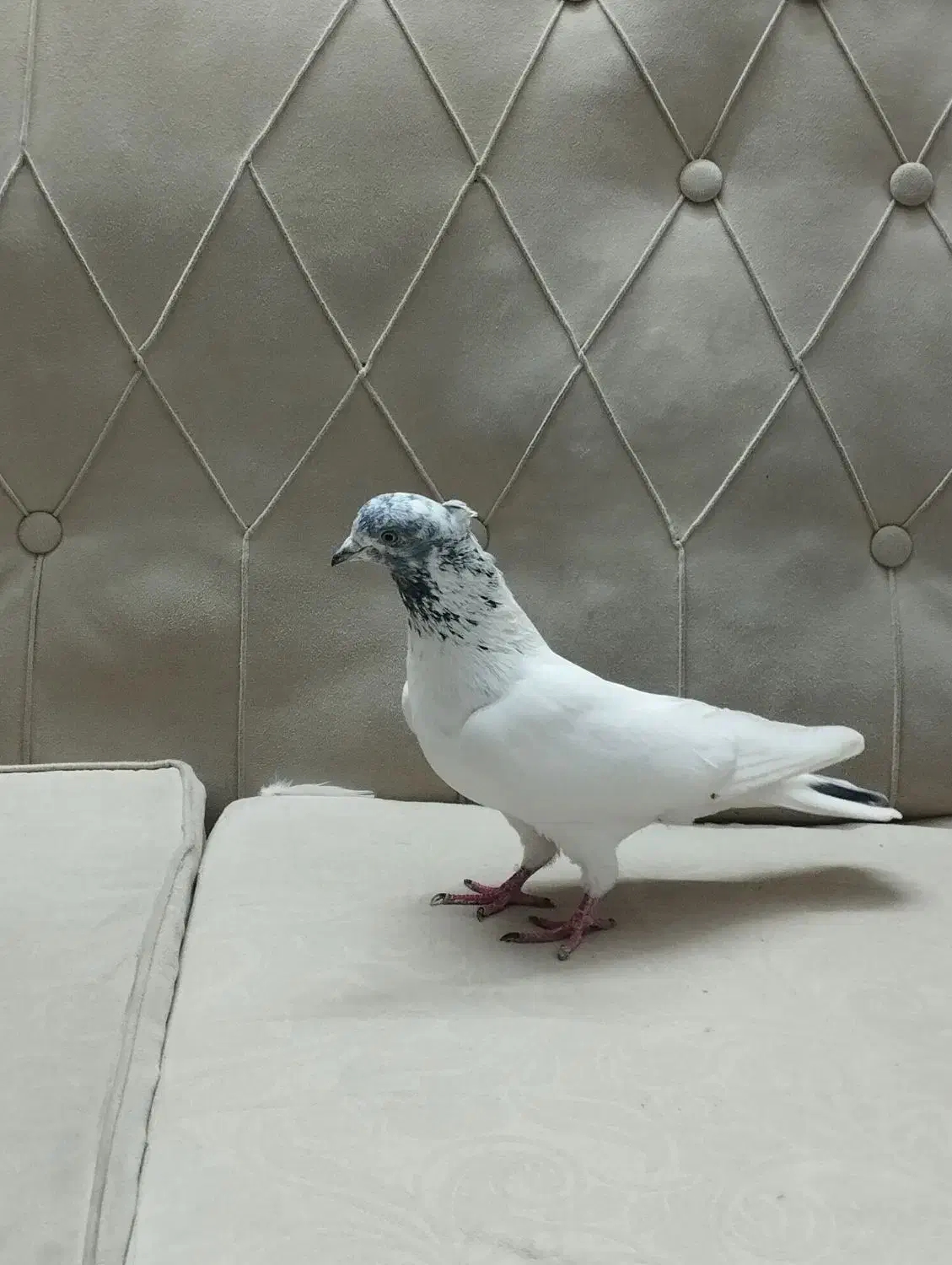 کفتر|پرنده|کرج, خرمدشت|دیوار