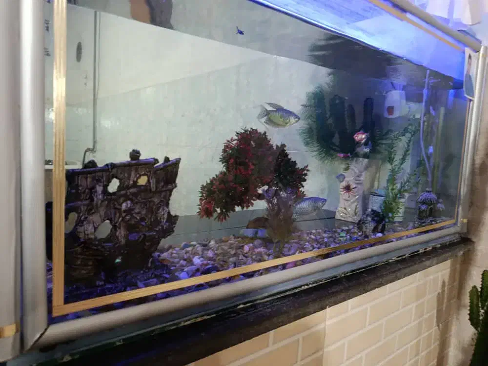 یک عدد اکواریوم|ماهی|نقده, |دیوار