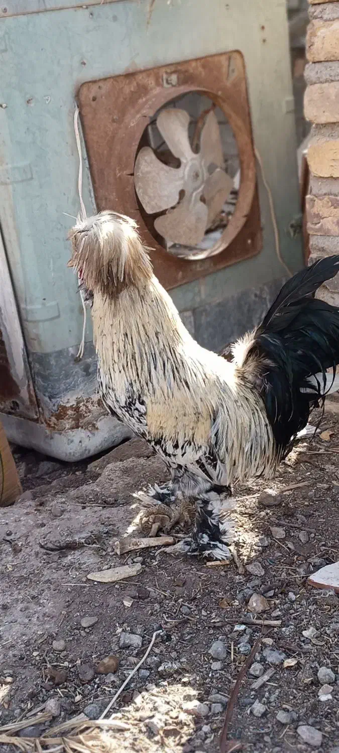 خروس|حیوانات مزرعه|کشکوئیه, |دیوار