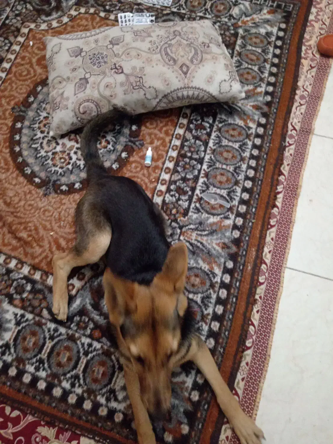 سگ آلمانی|سگ|تبریز, |دیوار