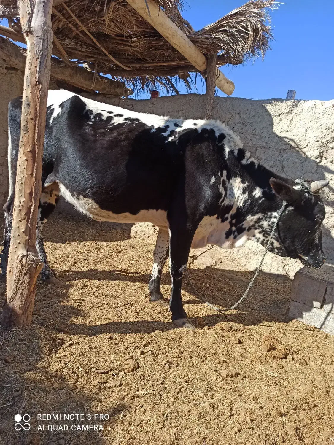 گاو ابستن|حیوانات مزرعه|مهرستان, |دیوار