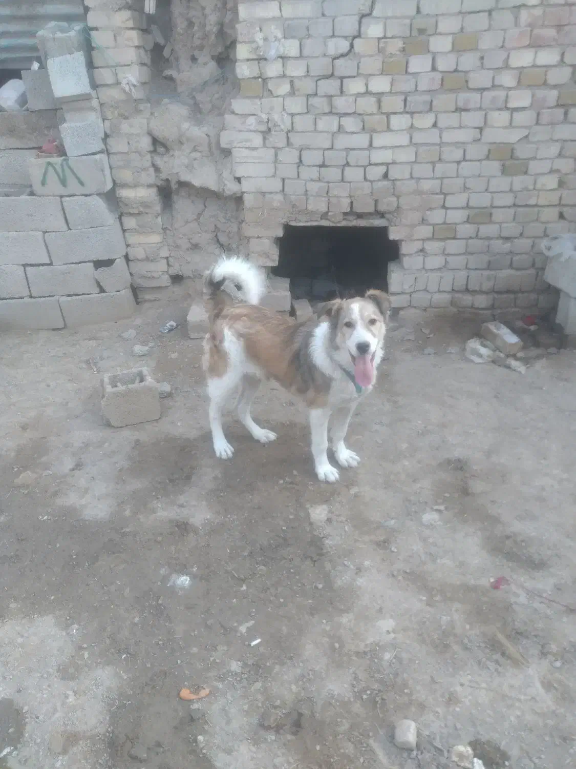 سگ نگهبان|سگ|کبودرآهنگ, |دیوار