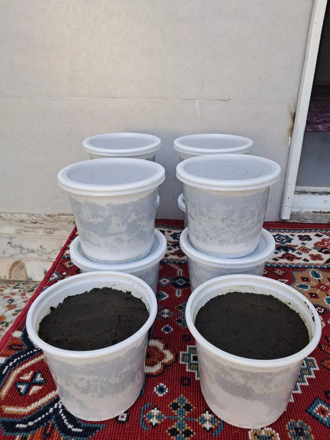 سبزی و پیاز سرخ شده|خوردنی و آشامیدنی|رشت, قاسمیه|دیوار