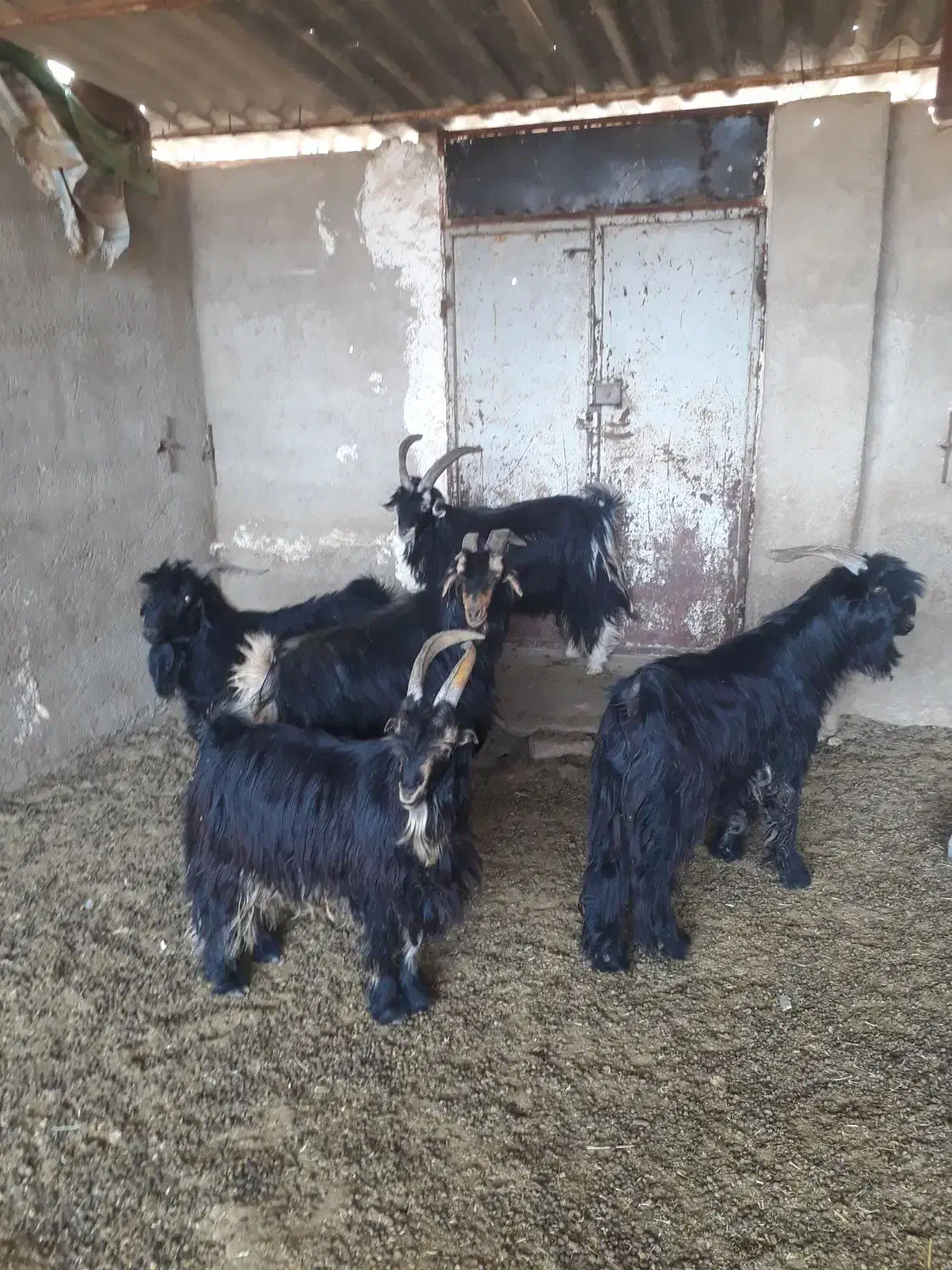 پازن|حیوانات مزرعه|فیروزآباد (فارس), |دیوار