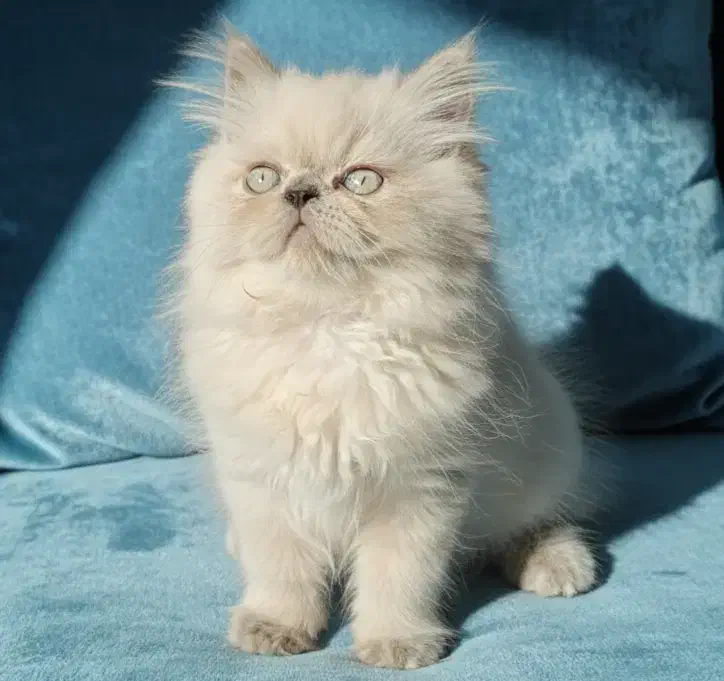 گربه هیمالین بریتیش|گربه|رشت, نیکمرام|دیوار