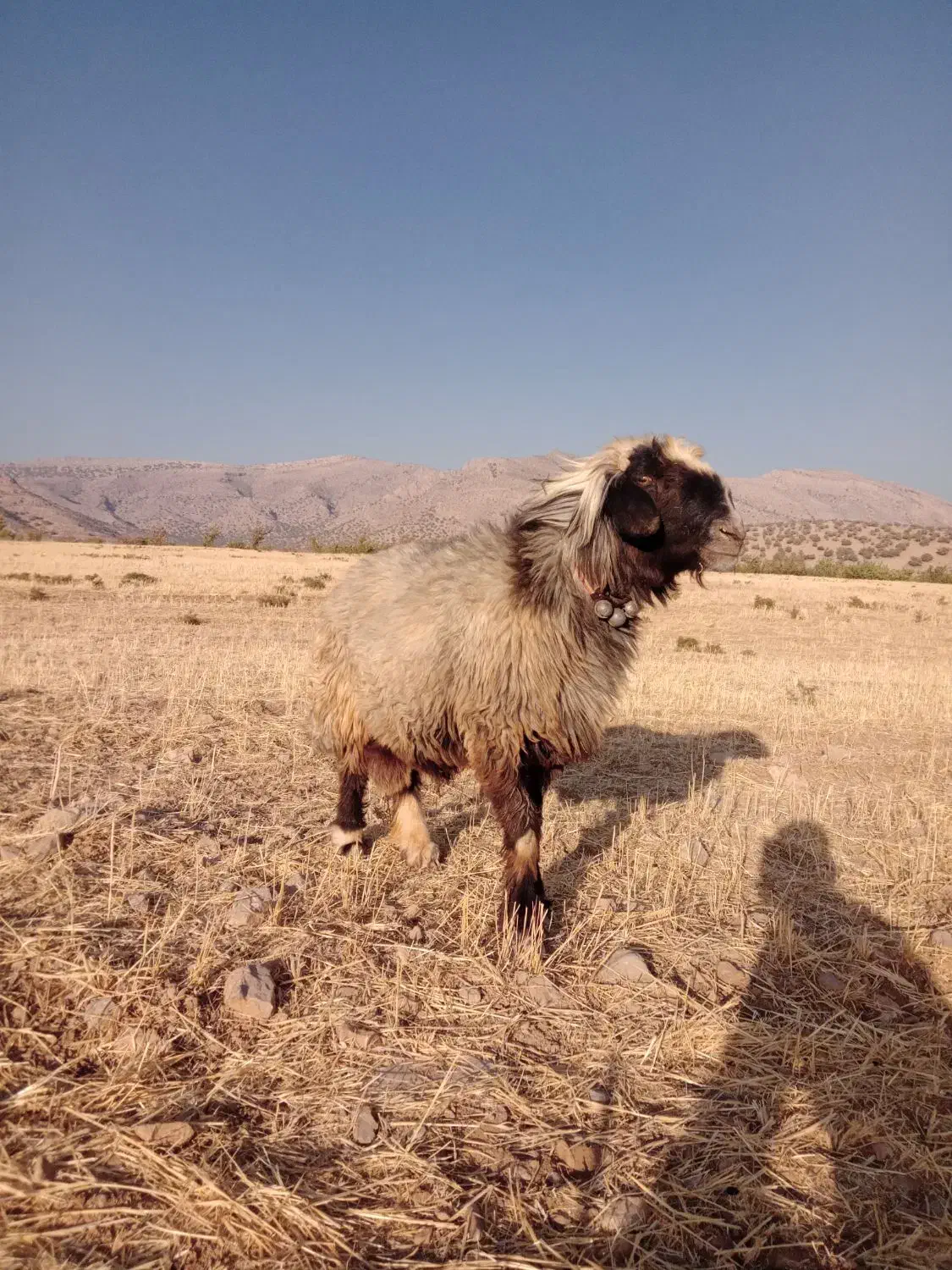 قوچ بختیاری میش بز کهر بره نر ماده ترکی|حیوانات مزرعه|شیراز, احمدی جنوبی|دیوار
