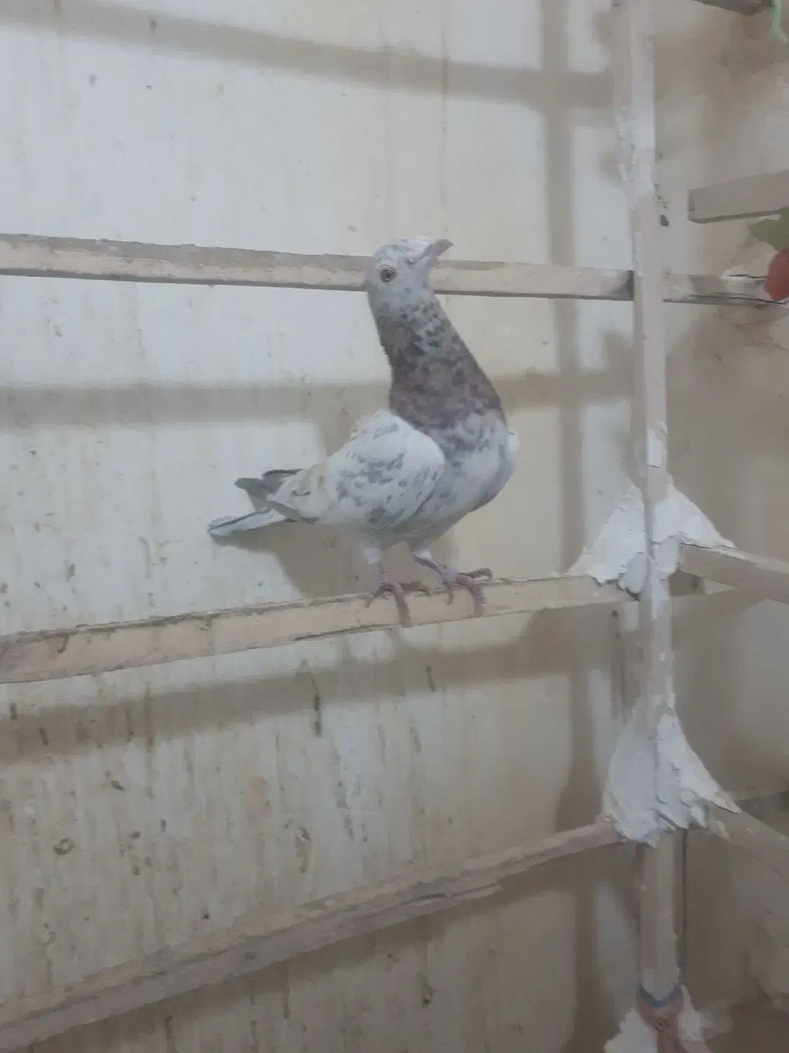 پرنده|پرنده|قزوین, |دیوار