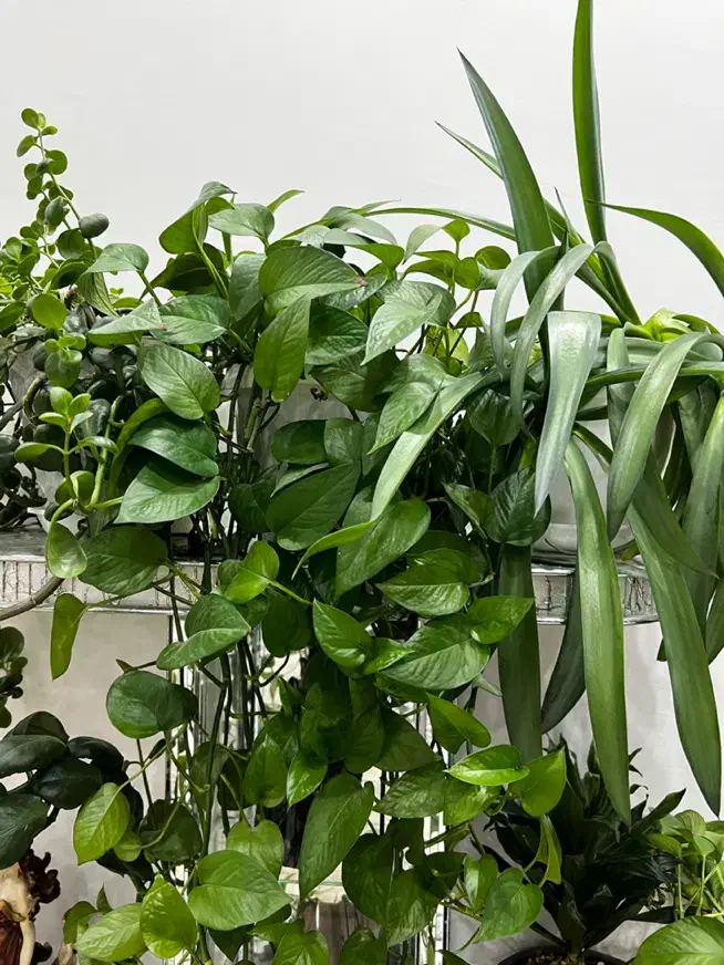 گل طبیعی|گل و گیاه طبیعی|اصفهان, خرم|دیوار