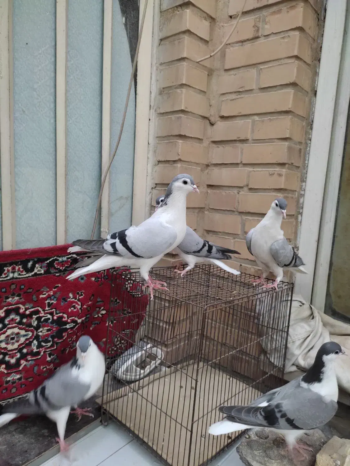 جفت کبوتر شیرازی با جوجه هاشون|پرنده|سوسنگرد, |دیوار