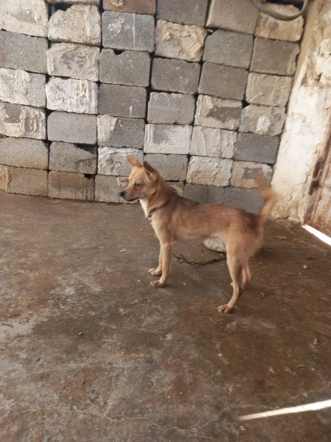 سگ ریز|سگ|برازجان, |دیوار