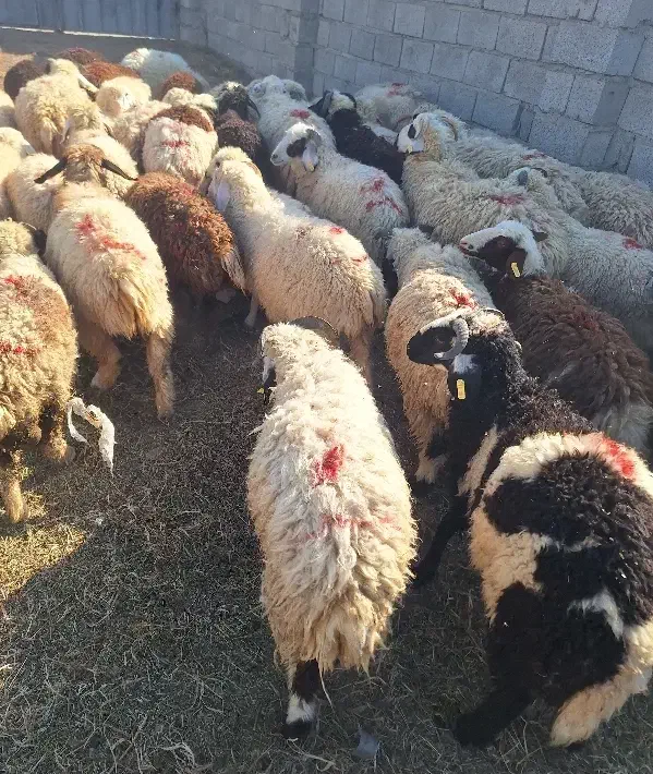 بره|حیوانات مزرعه|جیرفت, |دیوار