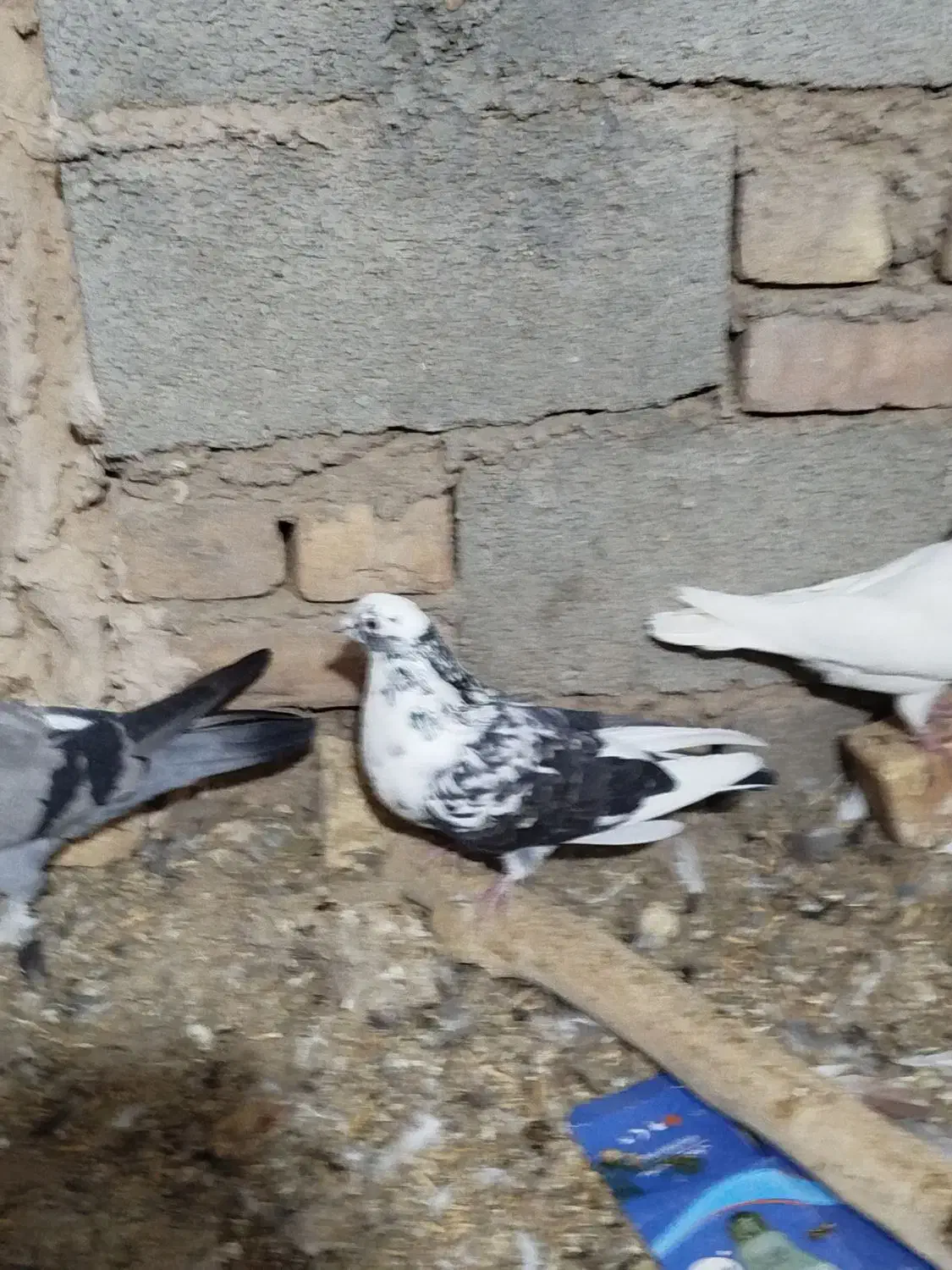 کبوتر کاشونی|پرنده|فرخشهر, |دیوار