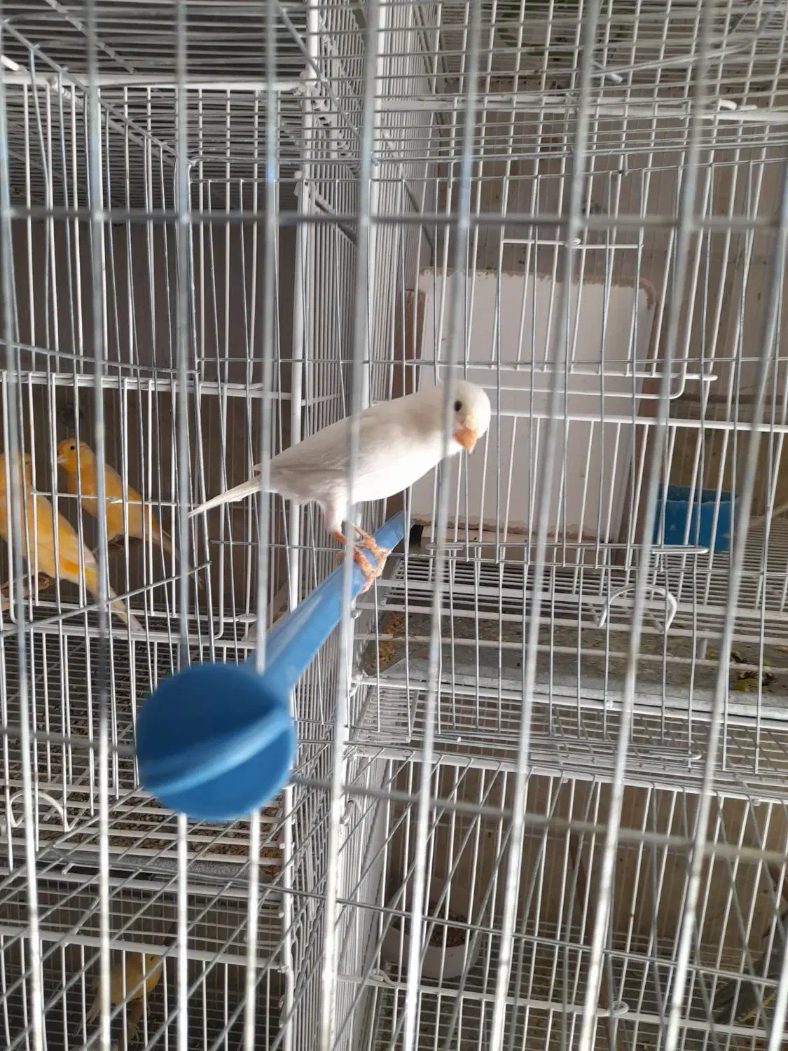 قناری نر بخون|پرنده|بم, |دیوار