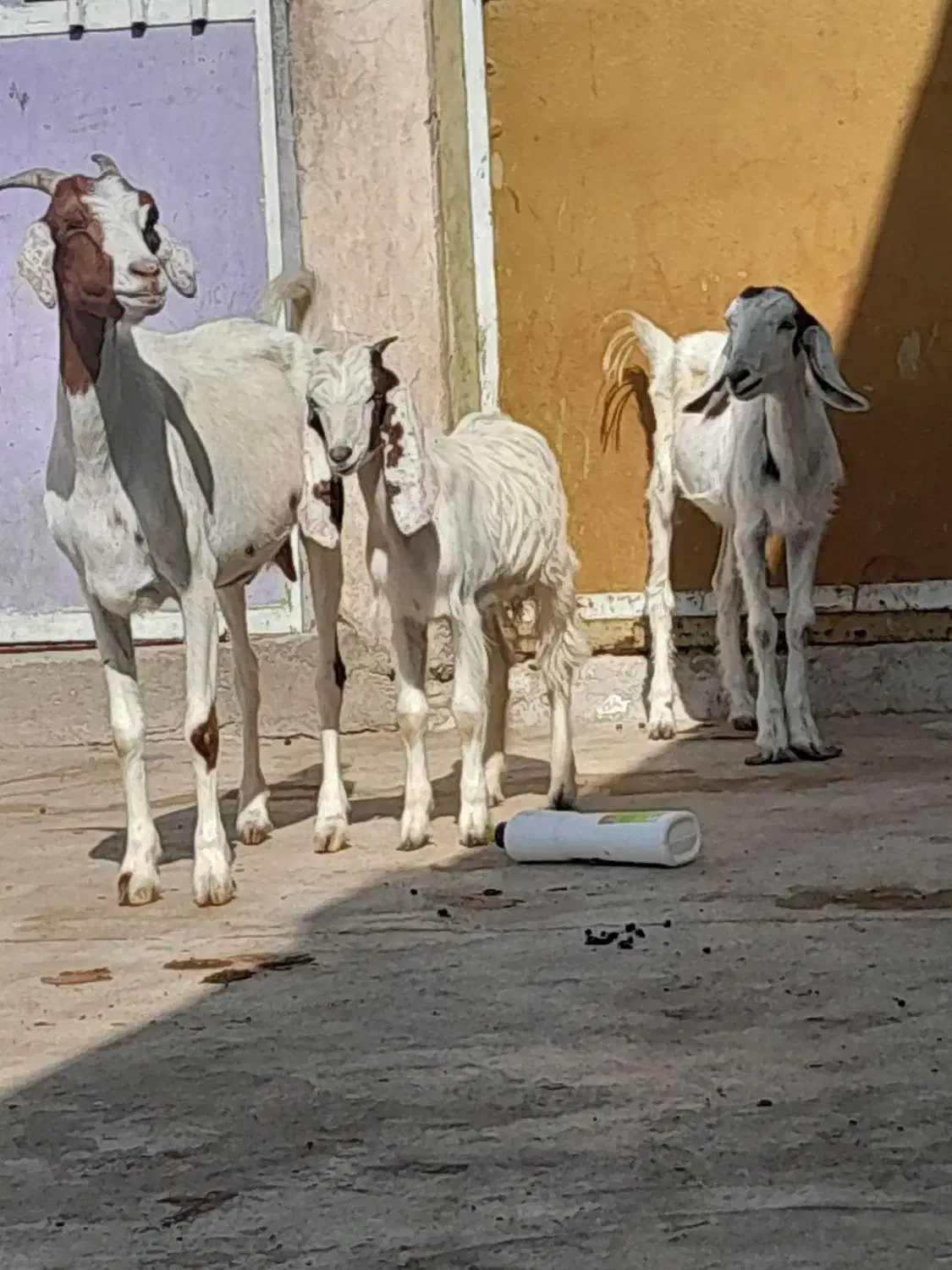 تعدادی بز با یک کره شیری|حیوانات مزرعه|وحدتیه, |دیوار