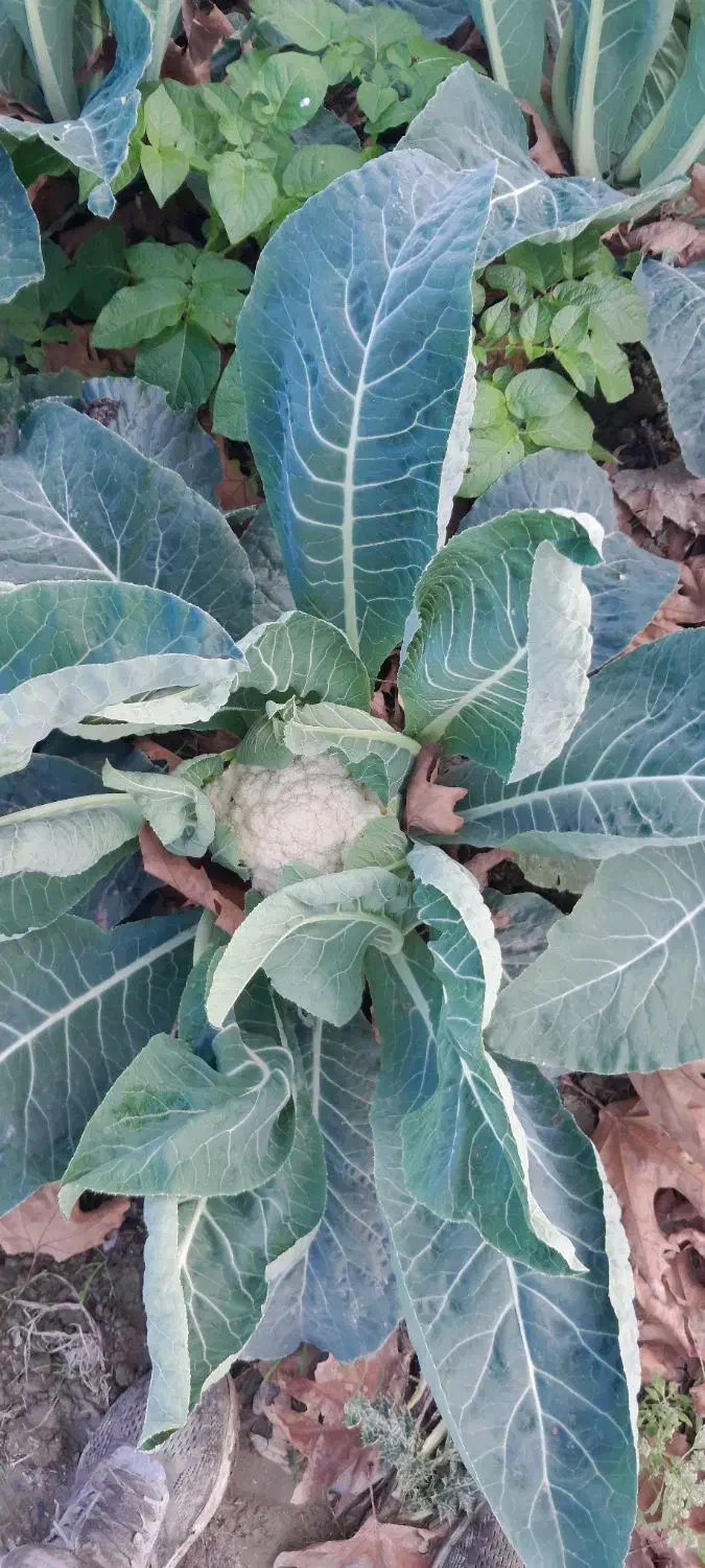 گل کلم|خدمات باغبانی و درختکاری|گرگان, |دیوار