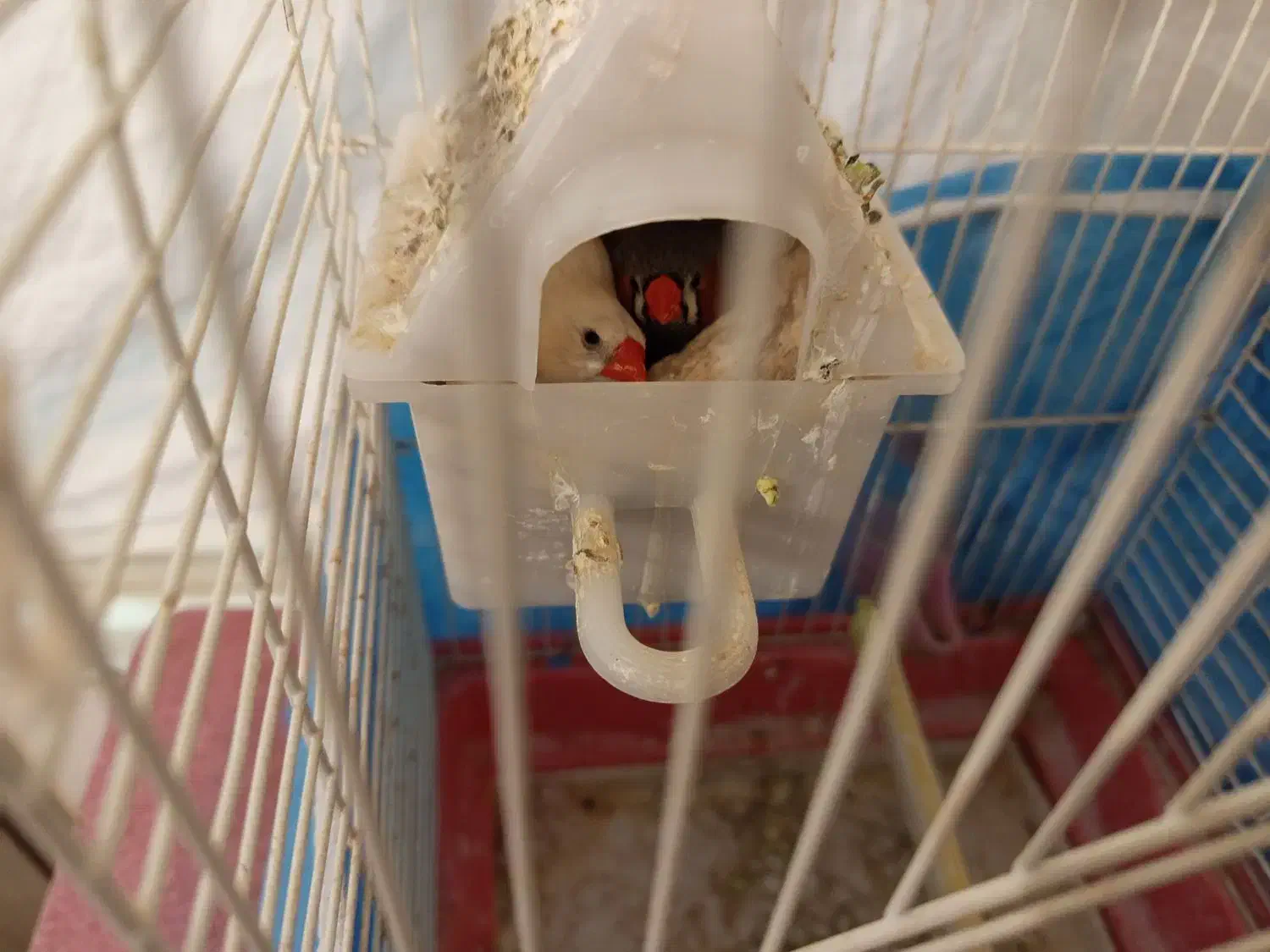 فنج باقفس|پرنده|تبریز, |دیوار