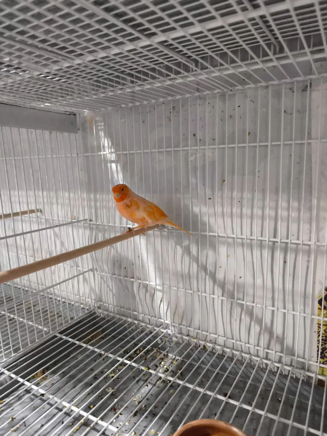 قناری ماده رد پلاک جان علی عزار|پرنده|بیرجند, |دیوار