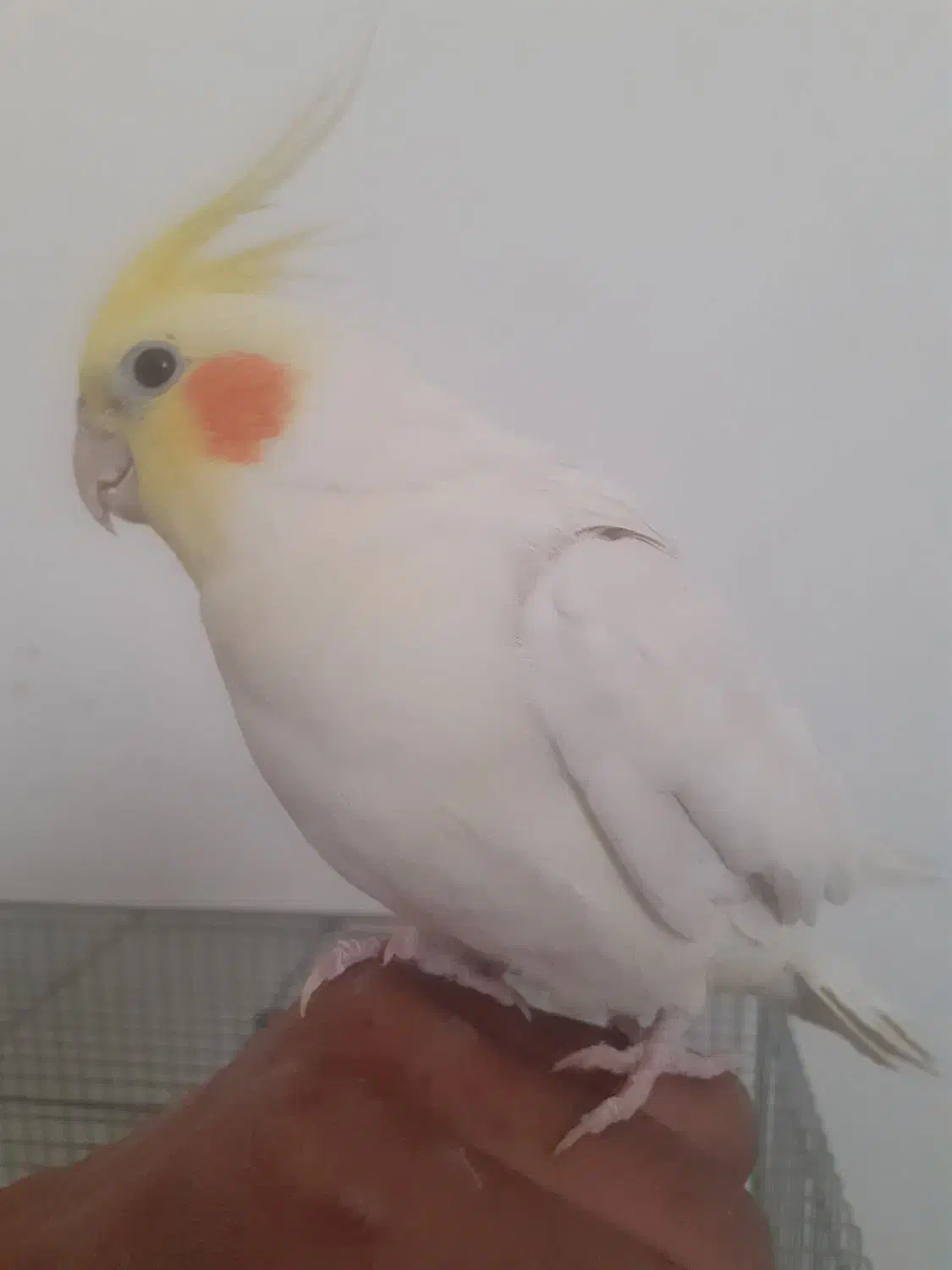 عروس هلندی جوجه بالغ دستی لیتینو البینو|پرنده|مبارکه, |دیوار