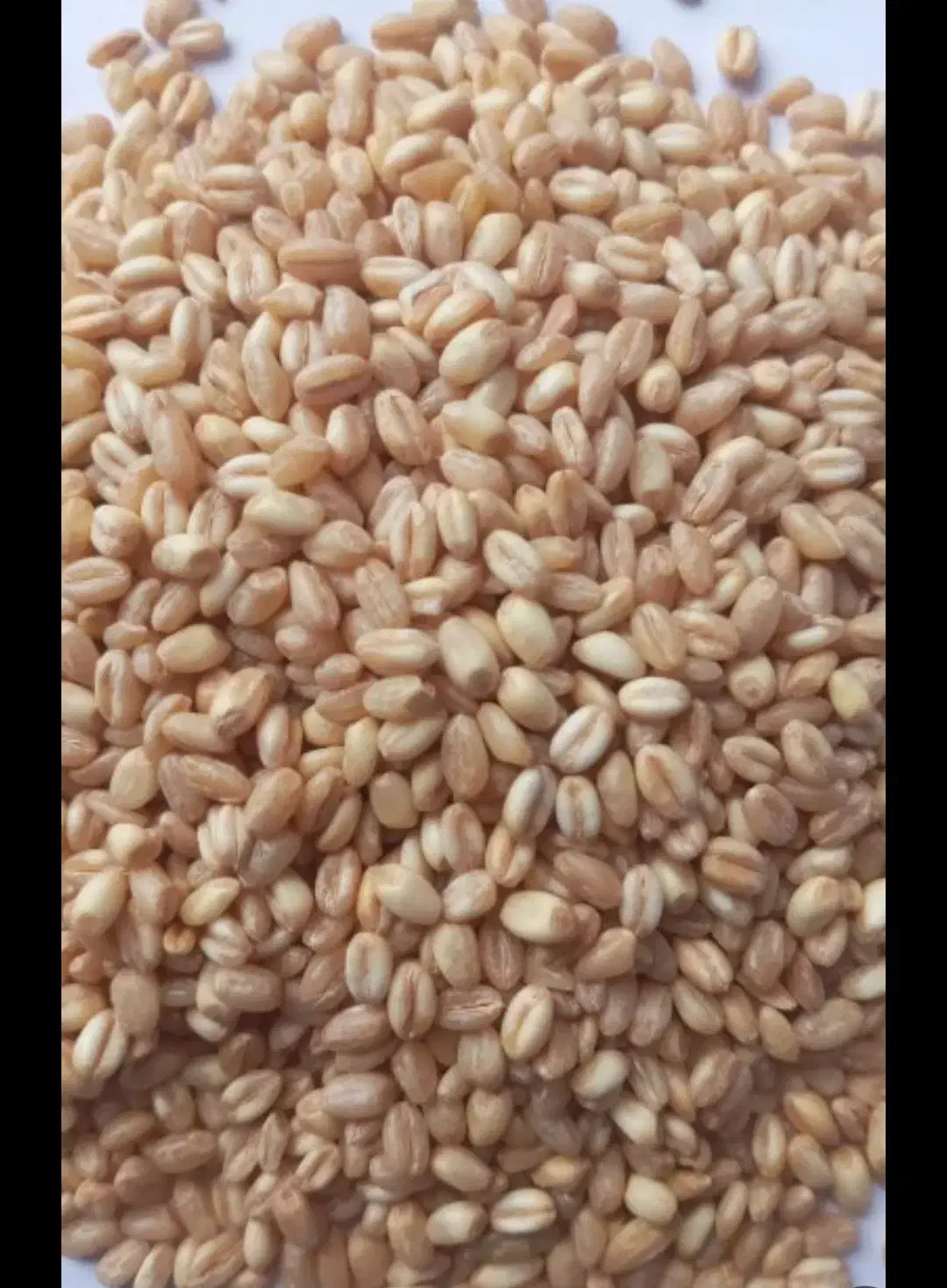 گندم امسال|خوردنی و آشامیدنی|سلماس, |دیوار